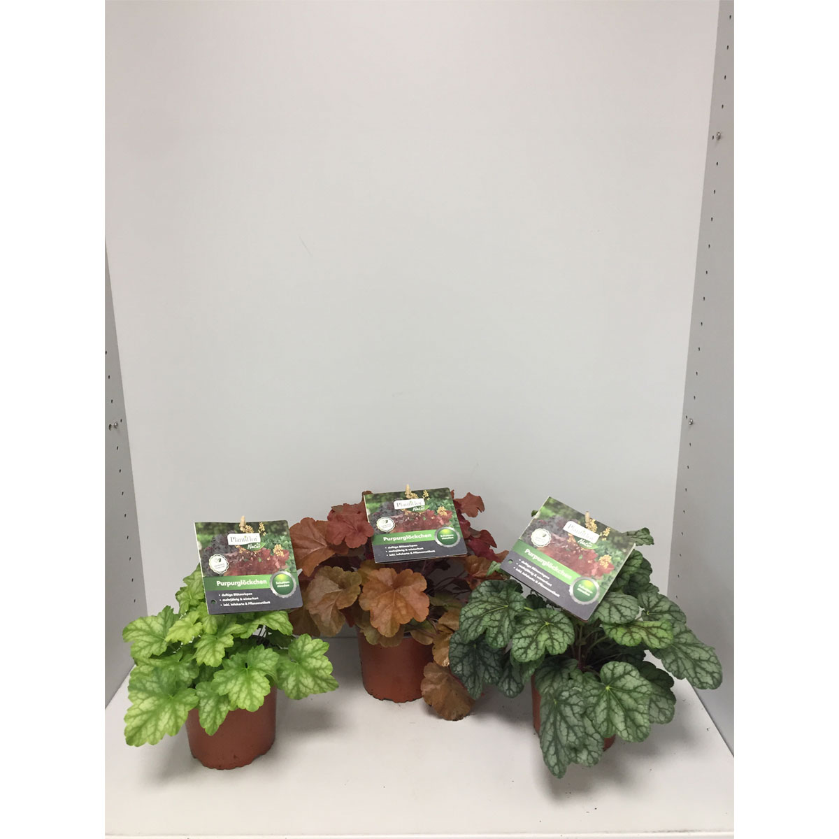 Plantiflor  Purpurglöckchen Durchmesser 13 cm versch Farben