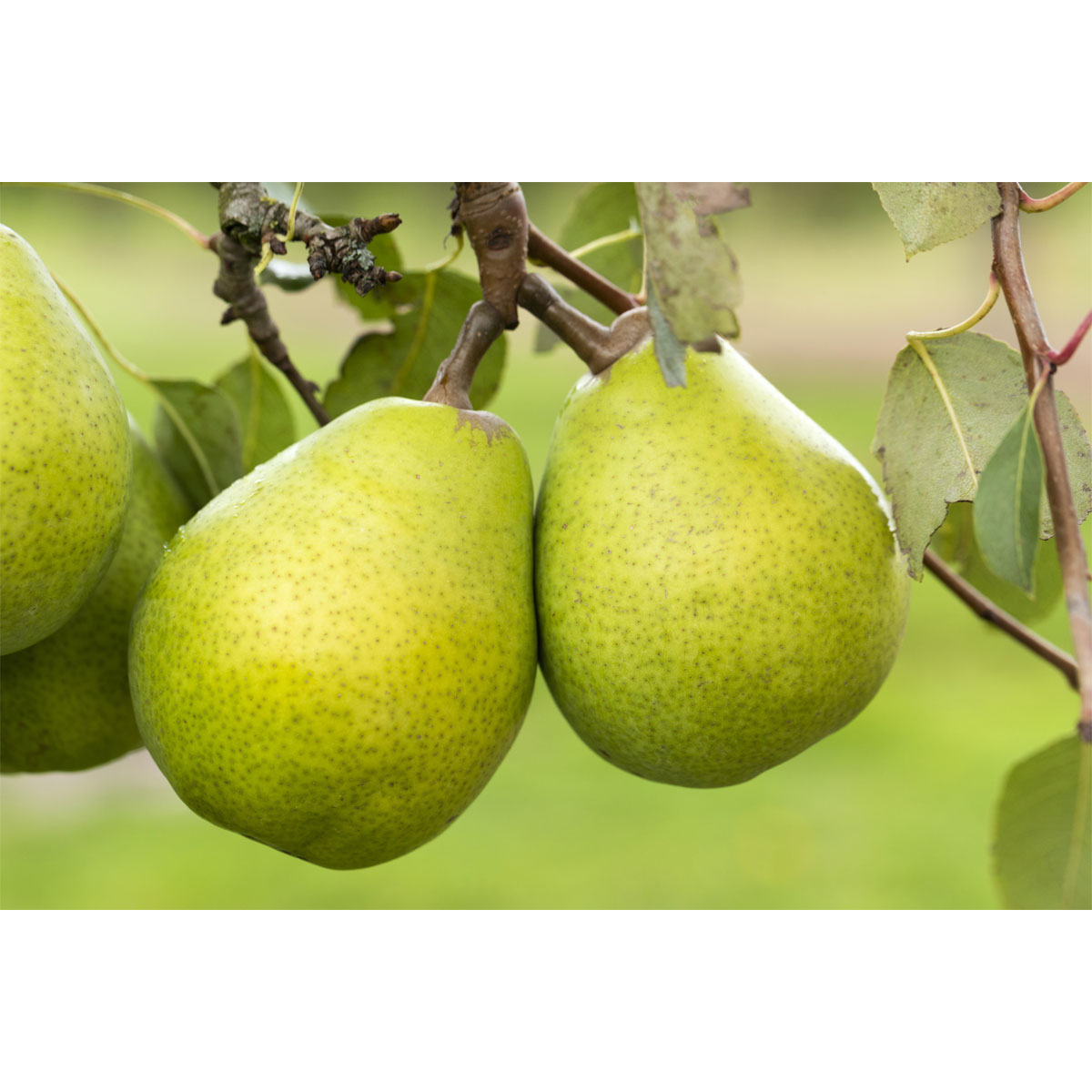 Plantiflor  BIO-Birne 'Alexander Lucas'