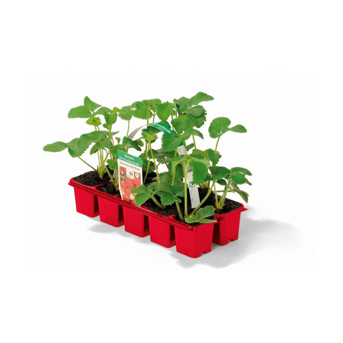 Plantiflor  Erdbeeren verschiedene Sorten 10er-Pack