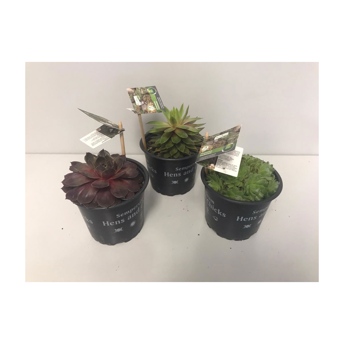 Plantiflor  Hauswurzen verschiedene Sorten Topf Durchmesser 13 cm