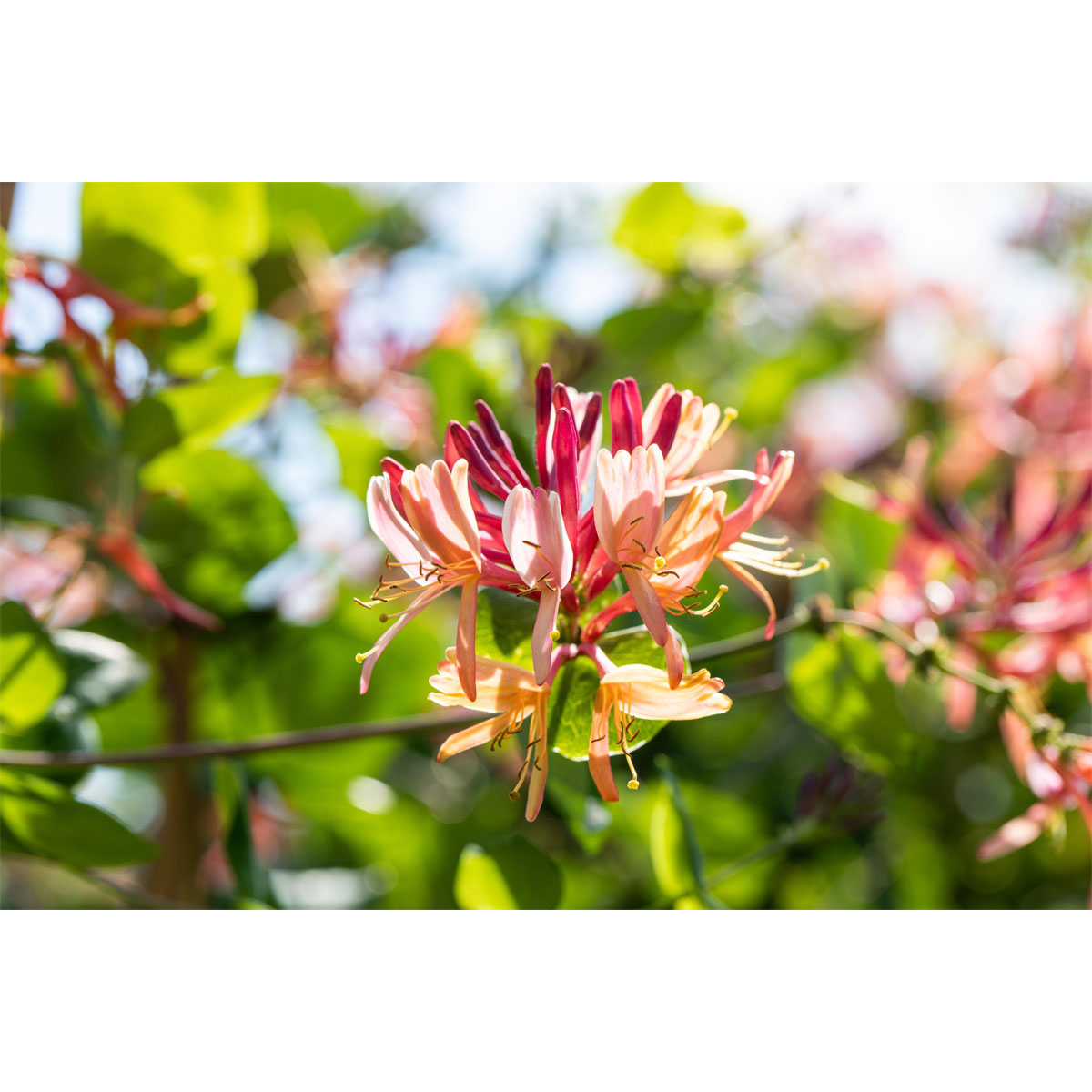 Plantiflor Geißblatt Goldflame Topf Durchmesser 17 cm