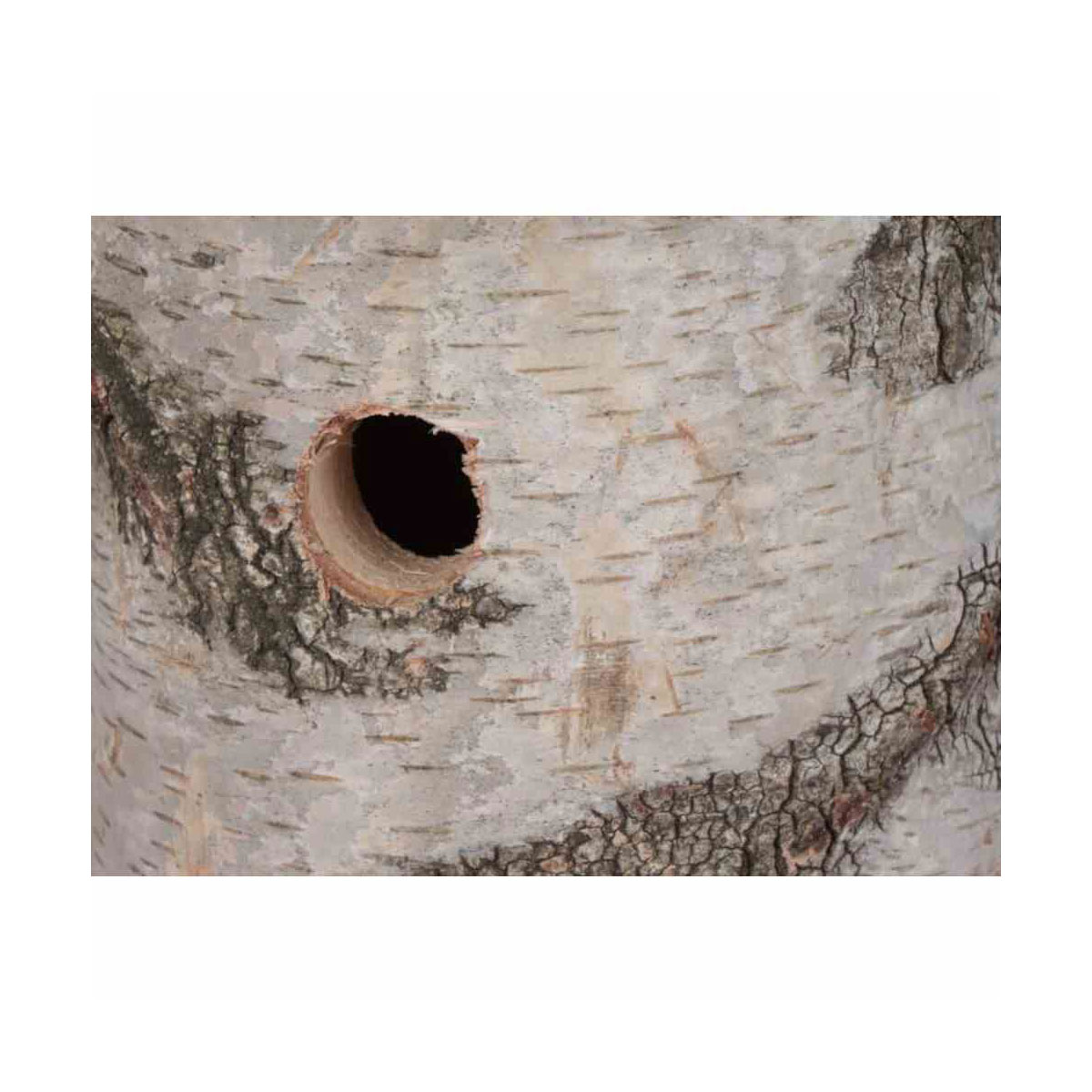 Siena Garden  Nistkasten Birke 28 mm Bild 2