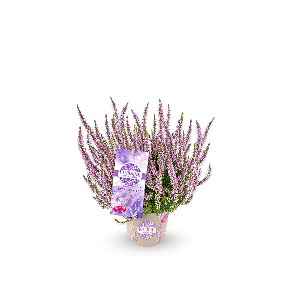 Knospenheide Garden Girls Herbstlavendel Topf- Durchmesser 11 cm Knospenheide Garden Girls Herbstlavendel Topf- Durchmesser 11 cm