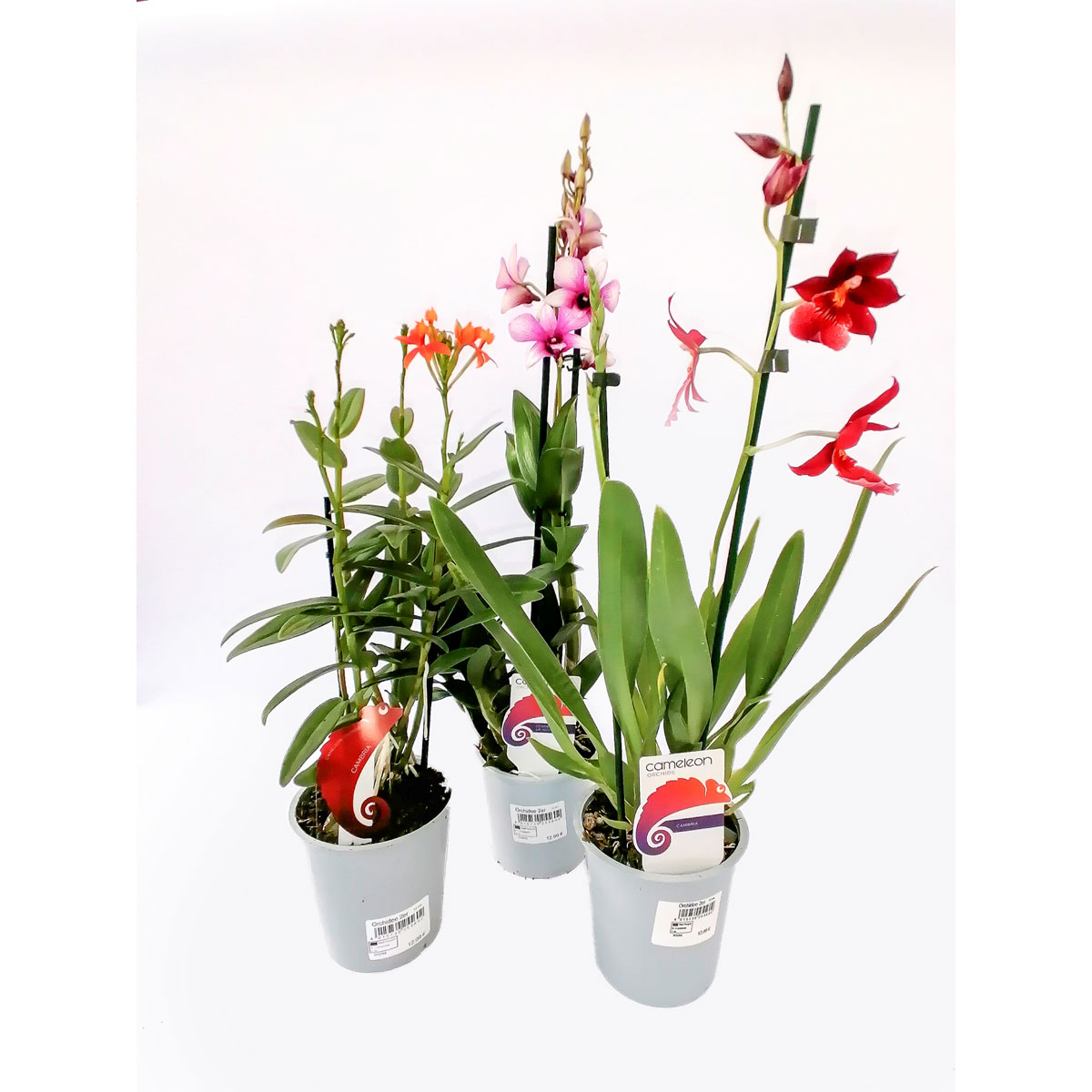 Plantiflor Orchideen-Mix 2-Trieber