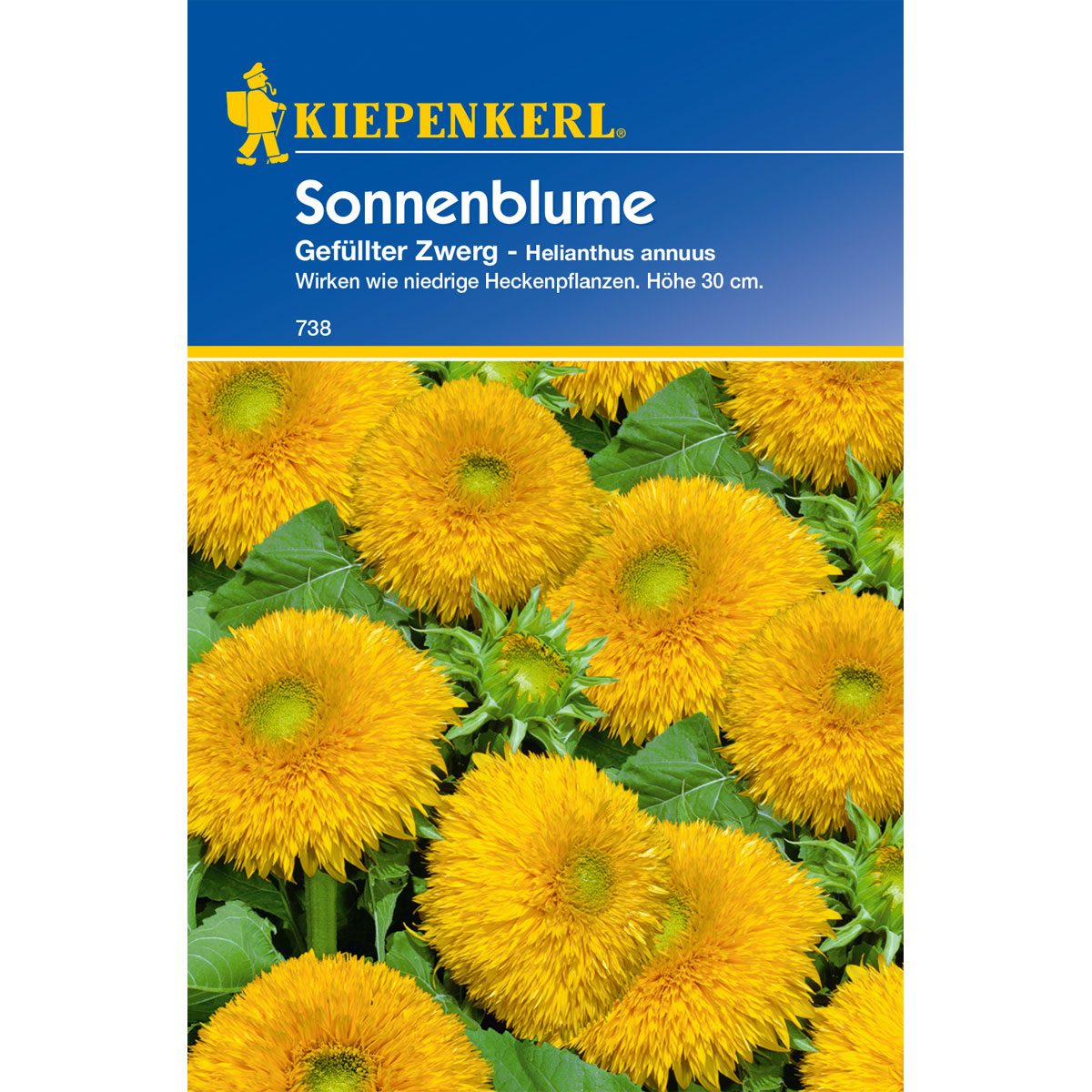 Kiepenkerl Sonnenblume Gefüllter Zwerg Bild 1