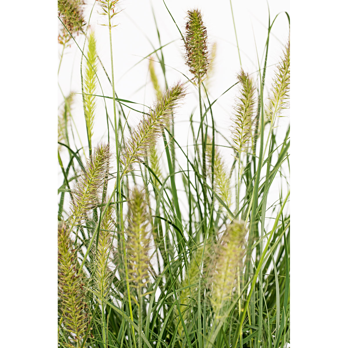 Plantiflor Lamputzergras Hameln Topf Durchmesser 17 cm Bild 3