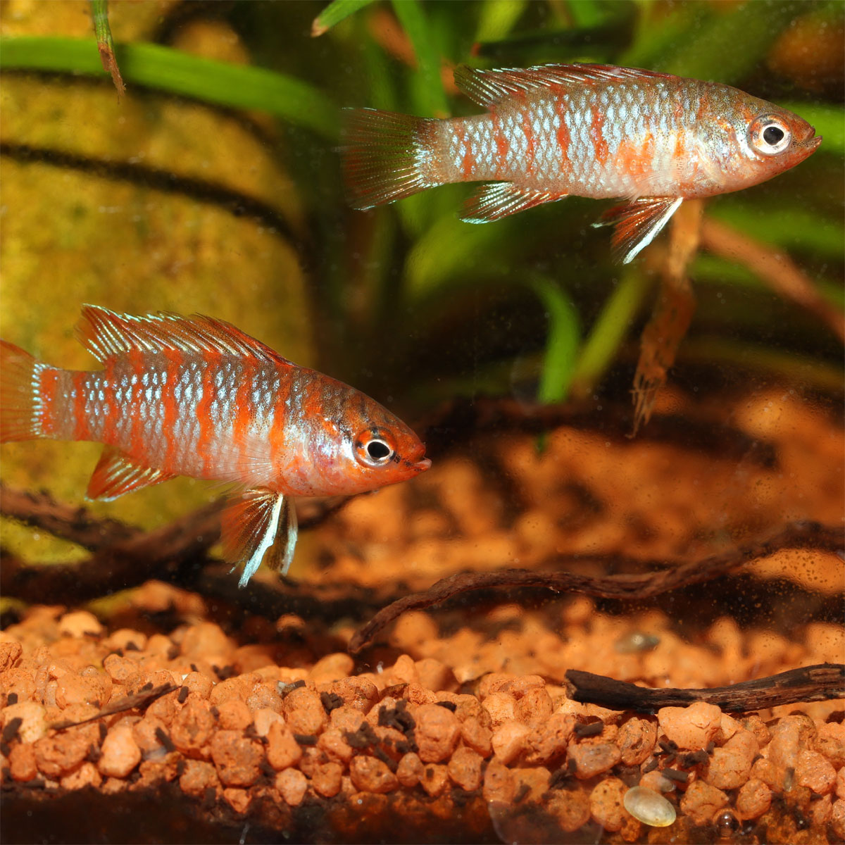 JBL  PRONOVO CICHLID GRANO S 250ml CLICK Bild 3