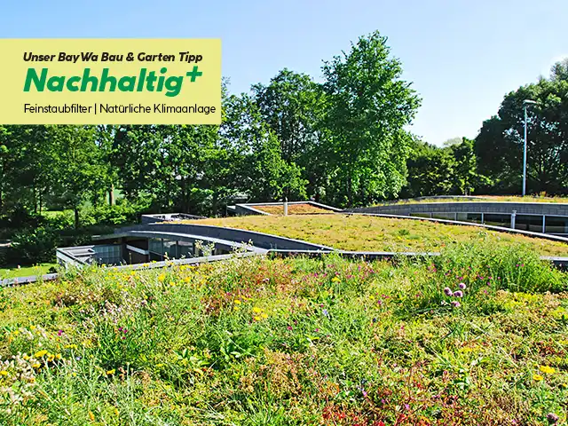 Dachbegruenung_bgm Dachbegruenung_bgm