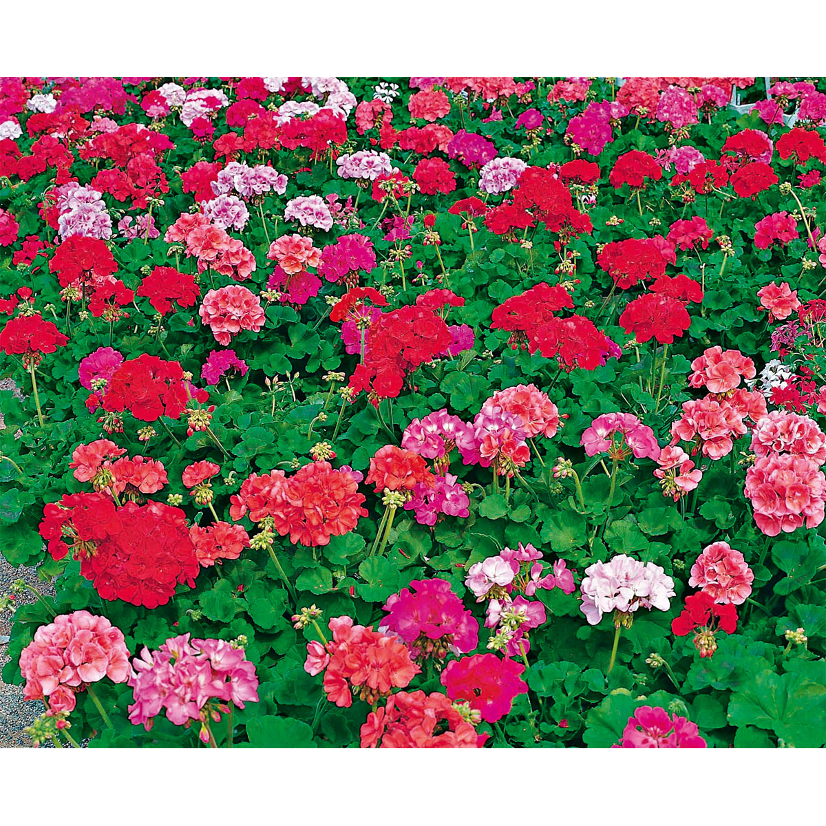 Plantiflor  Geranie stehend Topf- Durchmesser 12 cm Bild 6