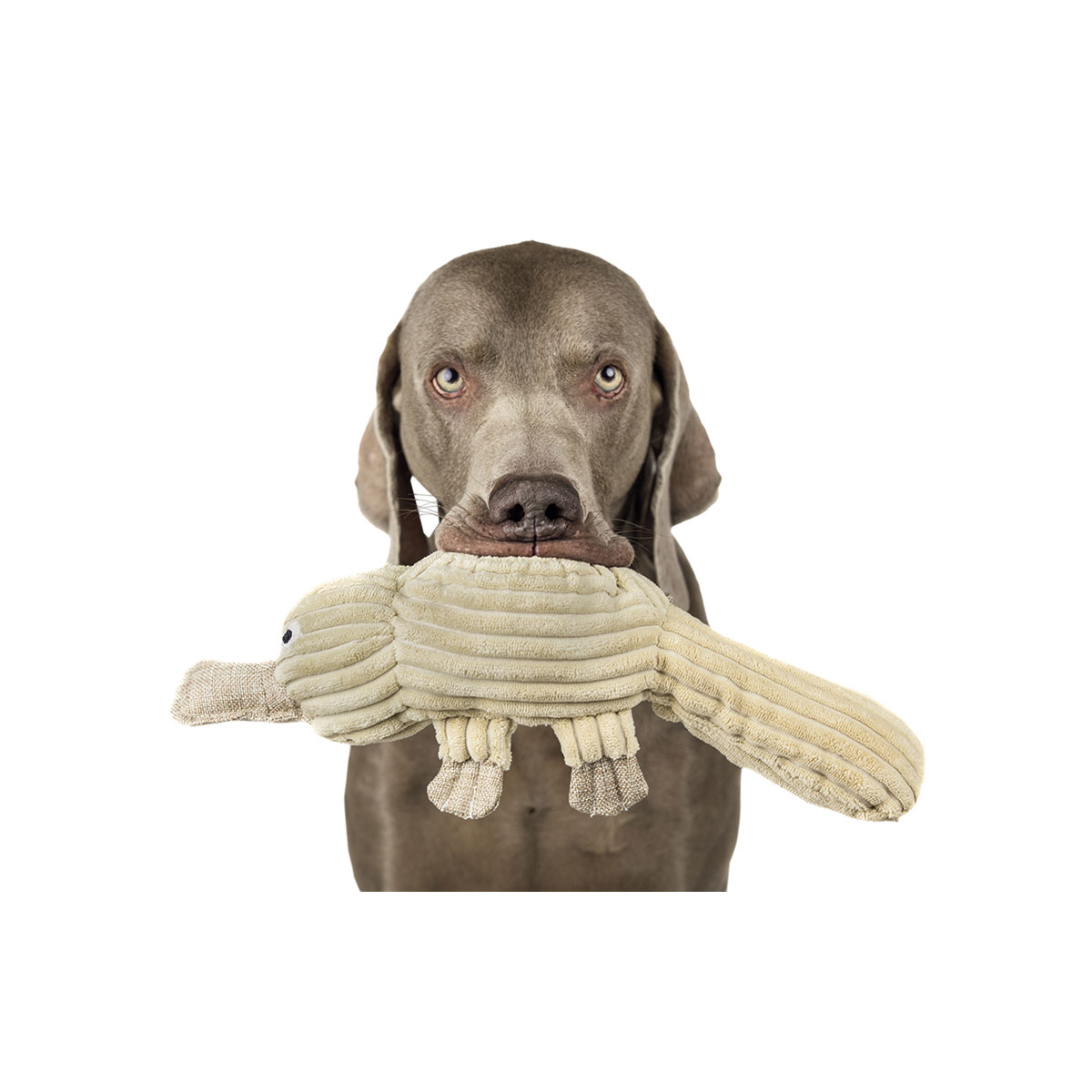 Nobby Plüsch Schnabeltier 44 cm Bild 3