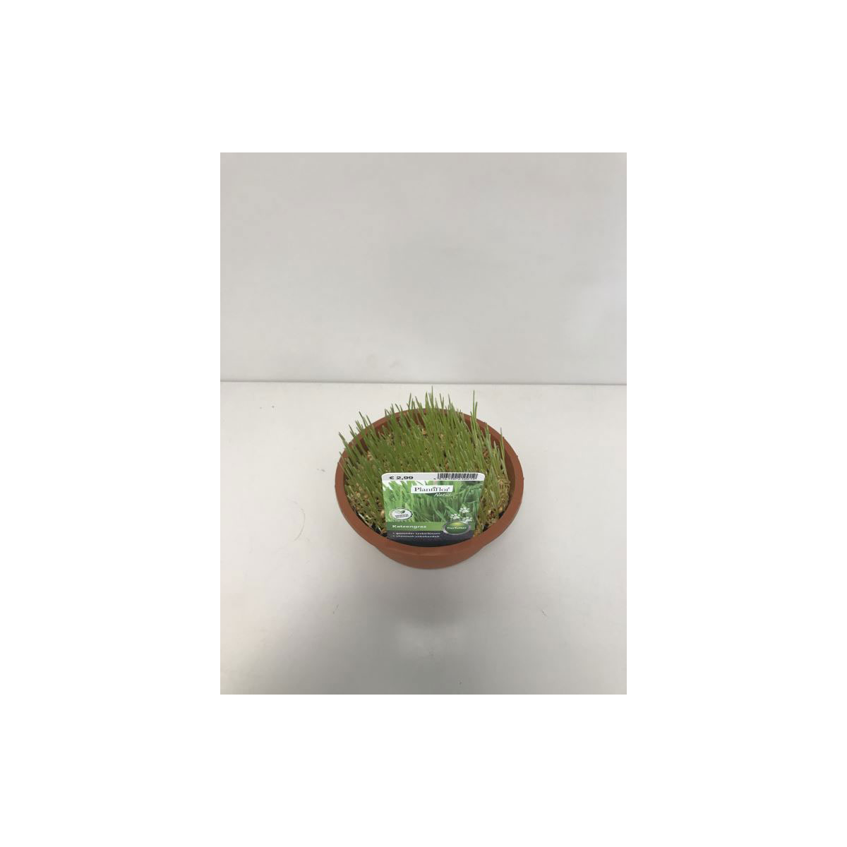Plantiflor Katzengras T16