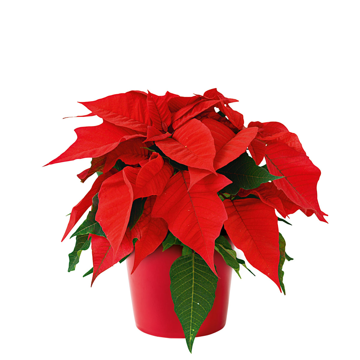 Plantiflor  Weihnachtsstern Euphorbia pulcherrima Midi