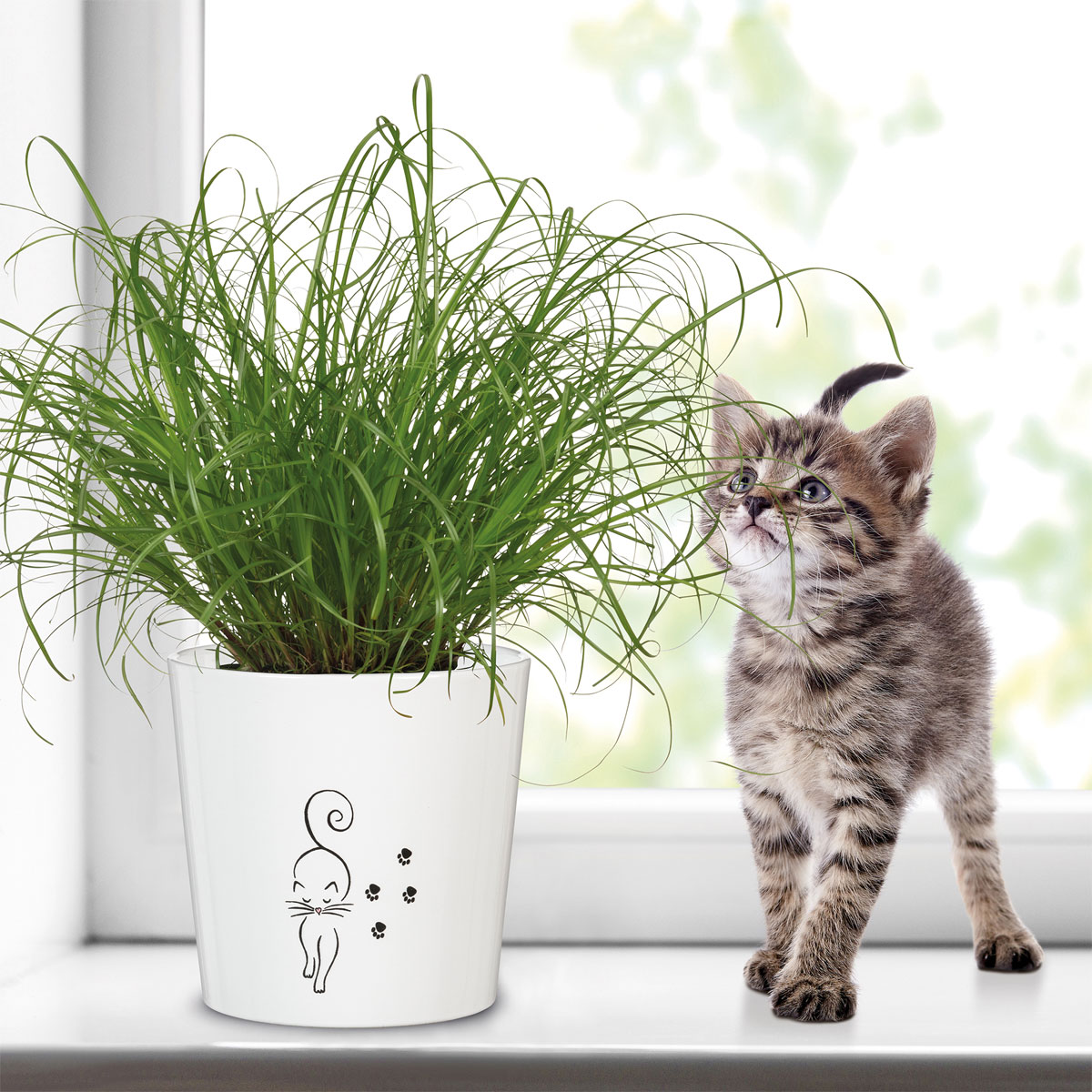 Scheurich Übertopf Cat Walk 870 13 cm Bild 2