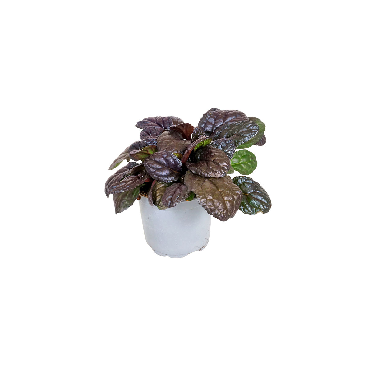 Plantiflor  Bodendecker-Stauden Pflasta la Vista Topf 13 cm Bild 4