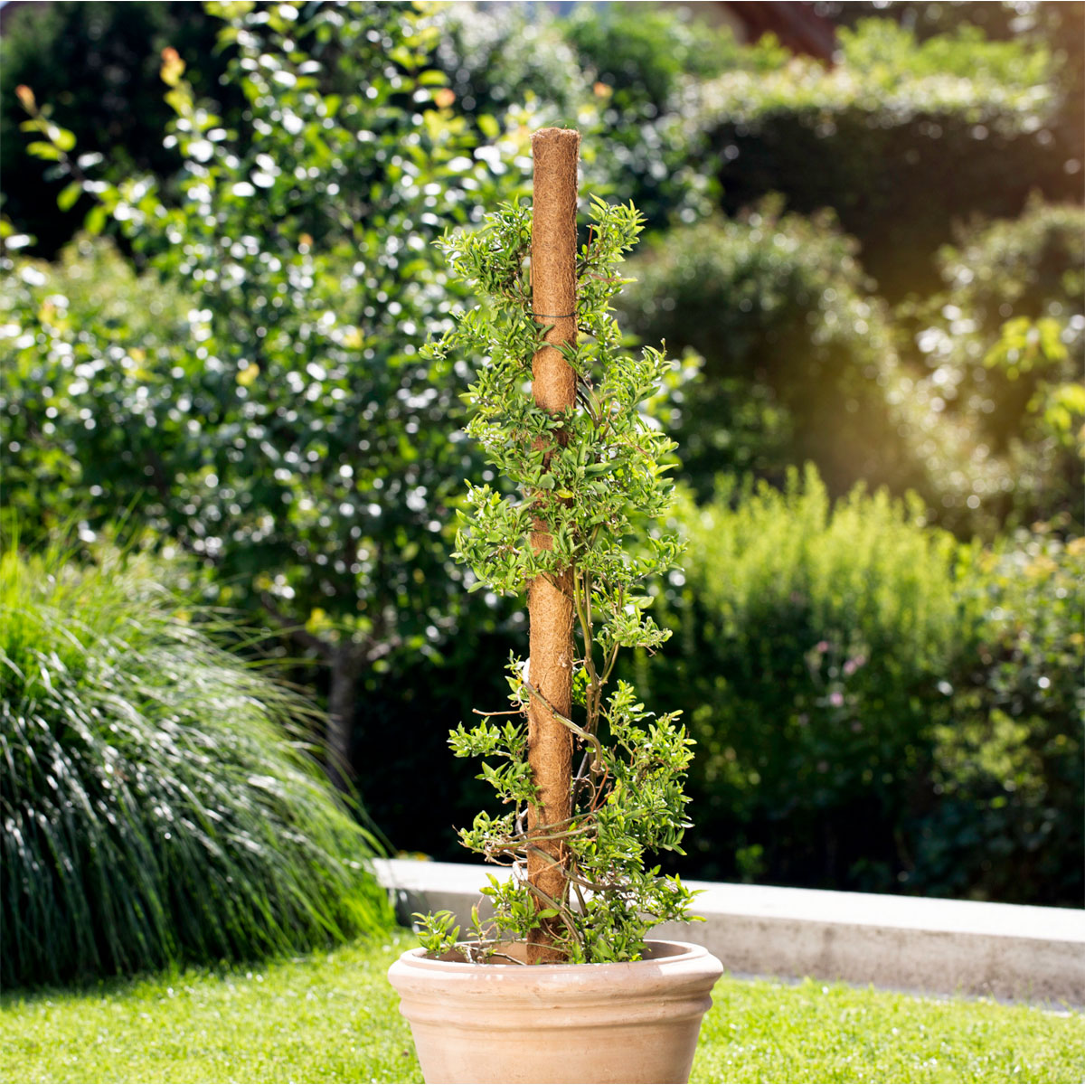 Windhager  Kokos-Pflanzstäbe 80 cm Bild 2