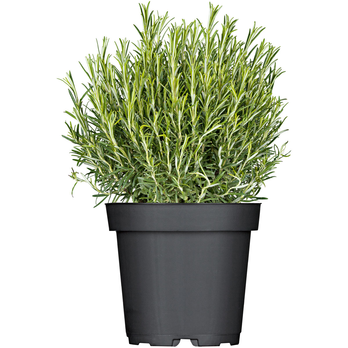 Plantiflor Rosmarin im Topf Durchmesser 14 cm Bild 1