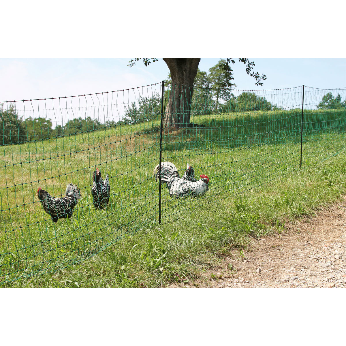 Geflügelnetz PoultryNet Doppelspitze 2500 x 106 cm dunkelgrün Bild 9