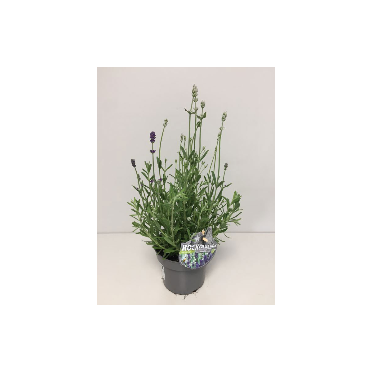Plantiflor  Lavendel Twin blau-weiß T13