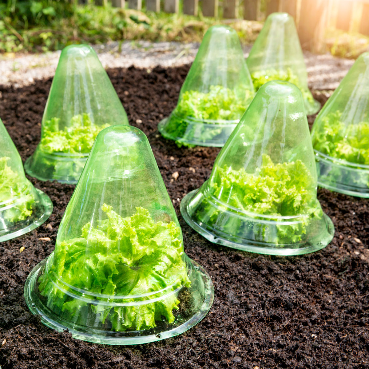 Windhager  Pflanzenhut groß 10 Stück Durchmesser 24 cm