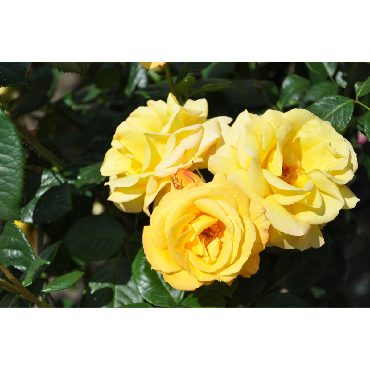 Plantiflor  Beetrose Gelb Topf Durchmesser 23 cm