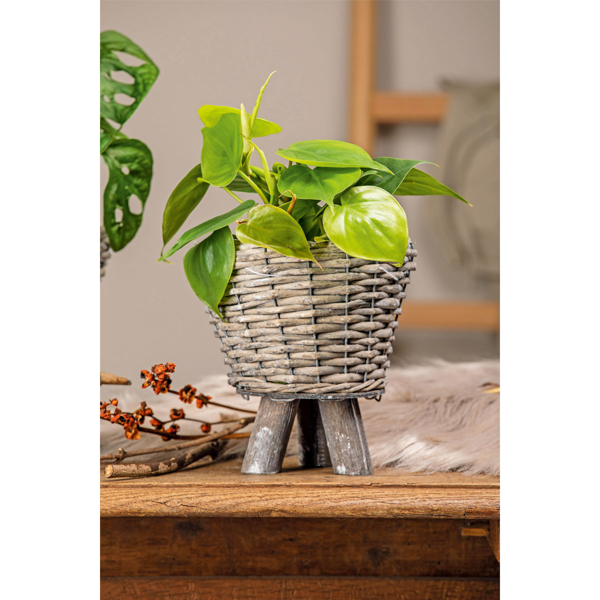 Plantiflor  Philodendron Topf Durchmesser 12 cm Bild 2