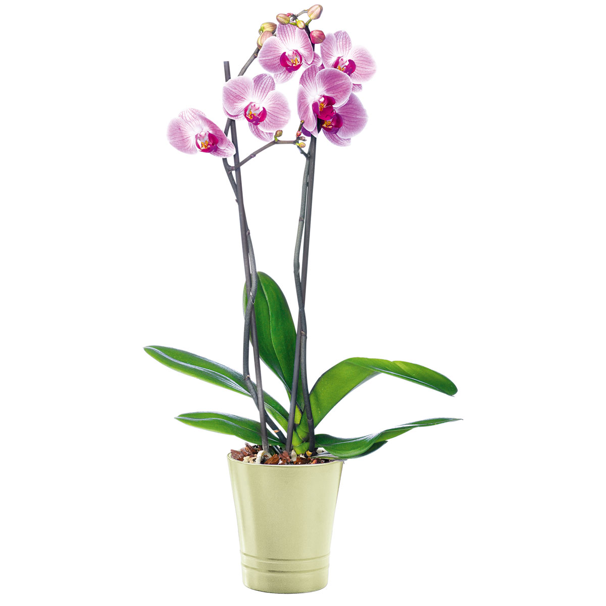 Plantiflor Schmetterlingsorchidee Topf Durchmesser 12 cm Bild 2