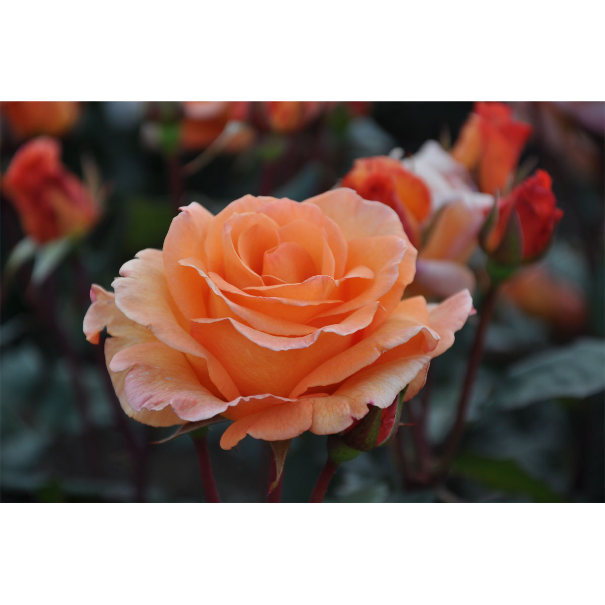 Plantiflor  Edelrose Orange Topf Durchmesser 23 cm