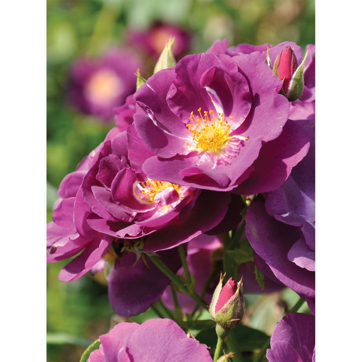 Plantiflor  Kletterrose „Lila“, Topf Ø 23 cm