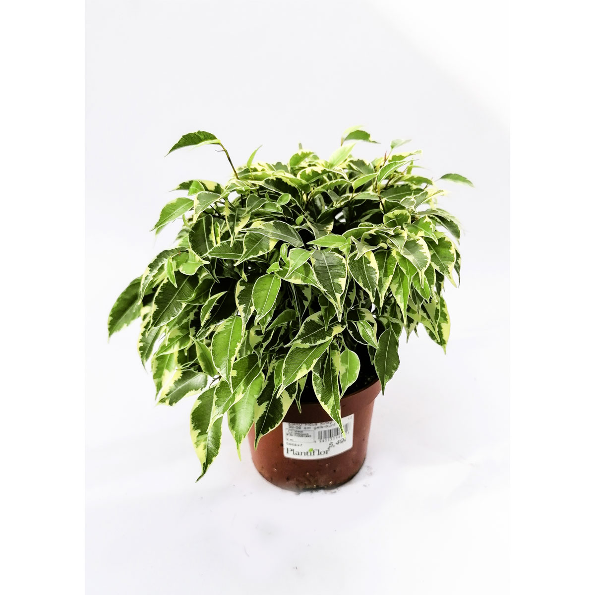 Plantiflor Ficus Kinky 30-35 cm gelb-bunt T12