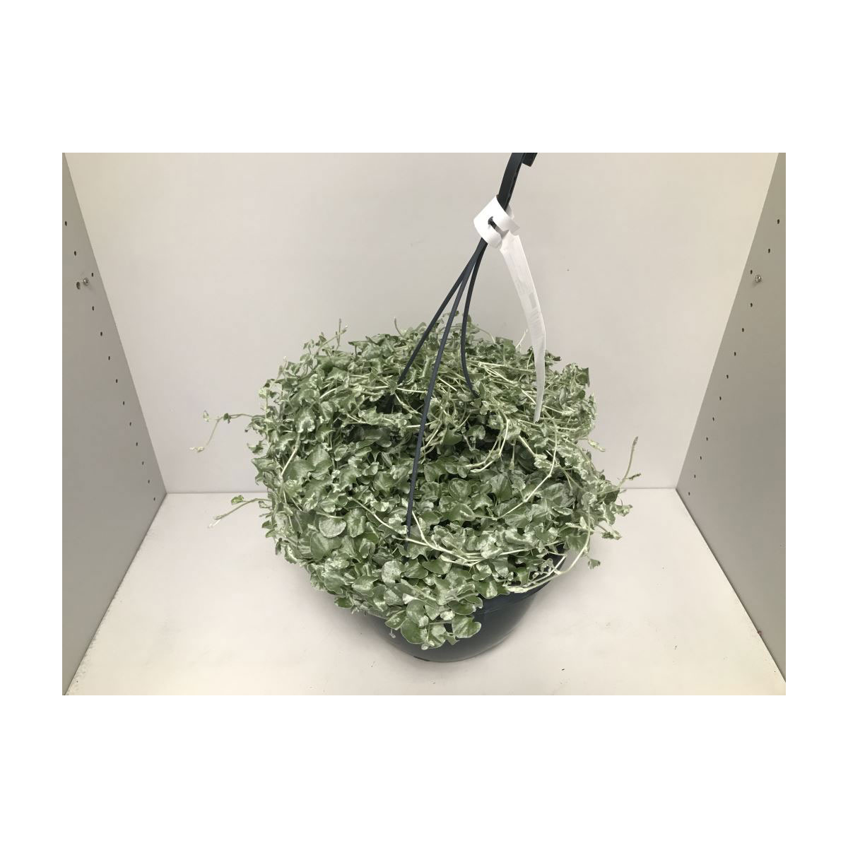Plantiflor  Silberregen Silver Falls T27 Plantiflor  Silberregen Silver Falls T27