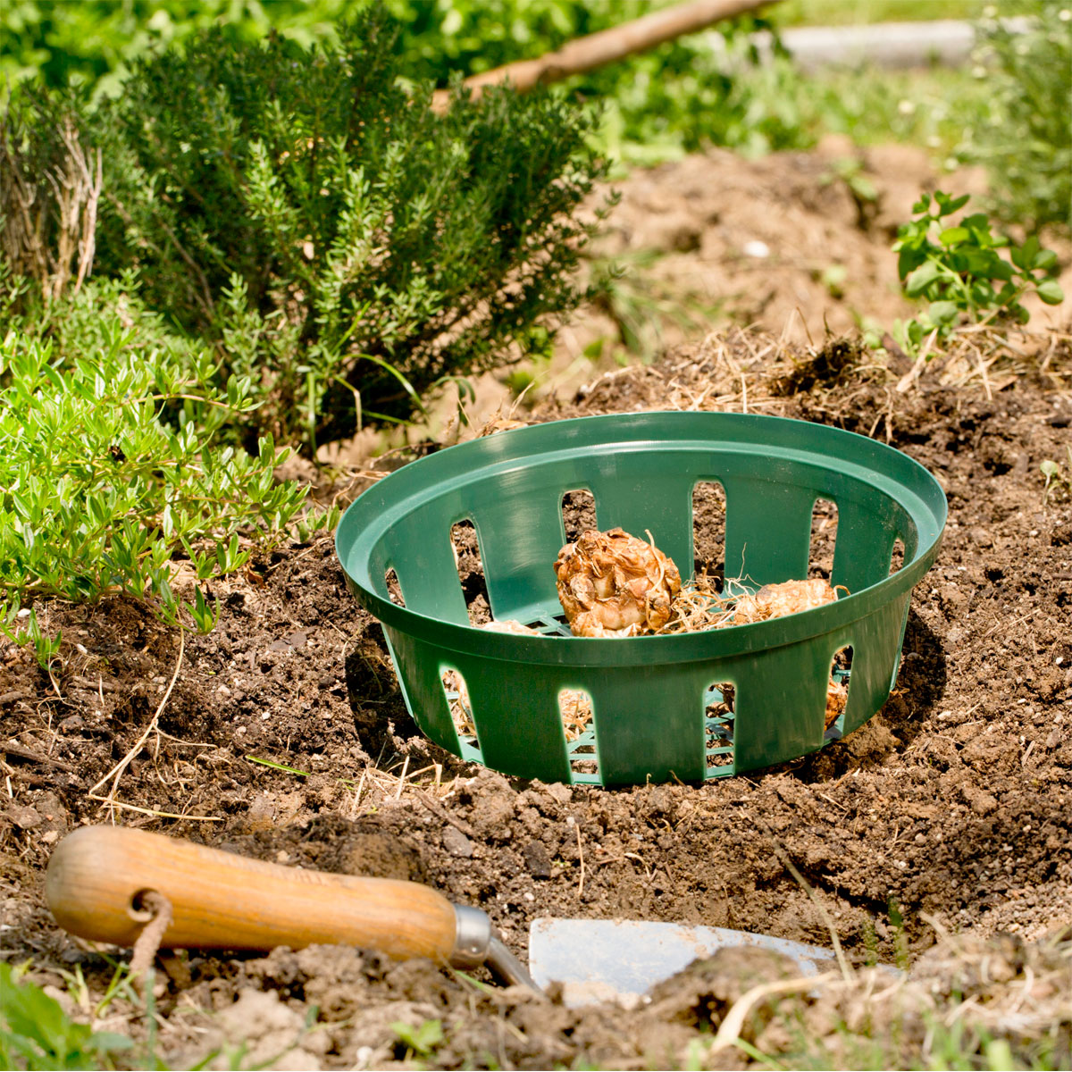 Windhager  Zwiebelschalen 22 cm 3 Stück