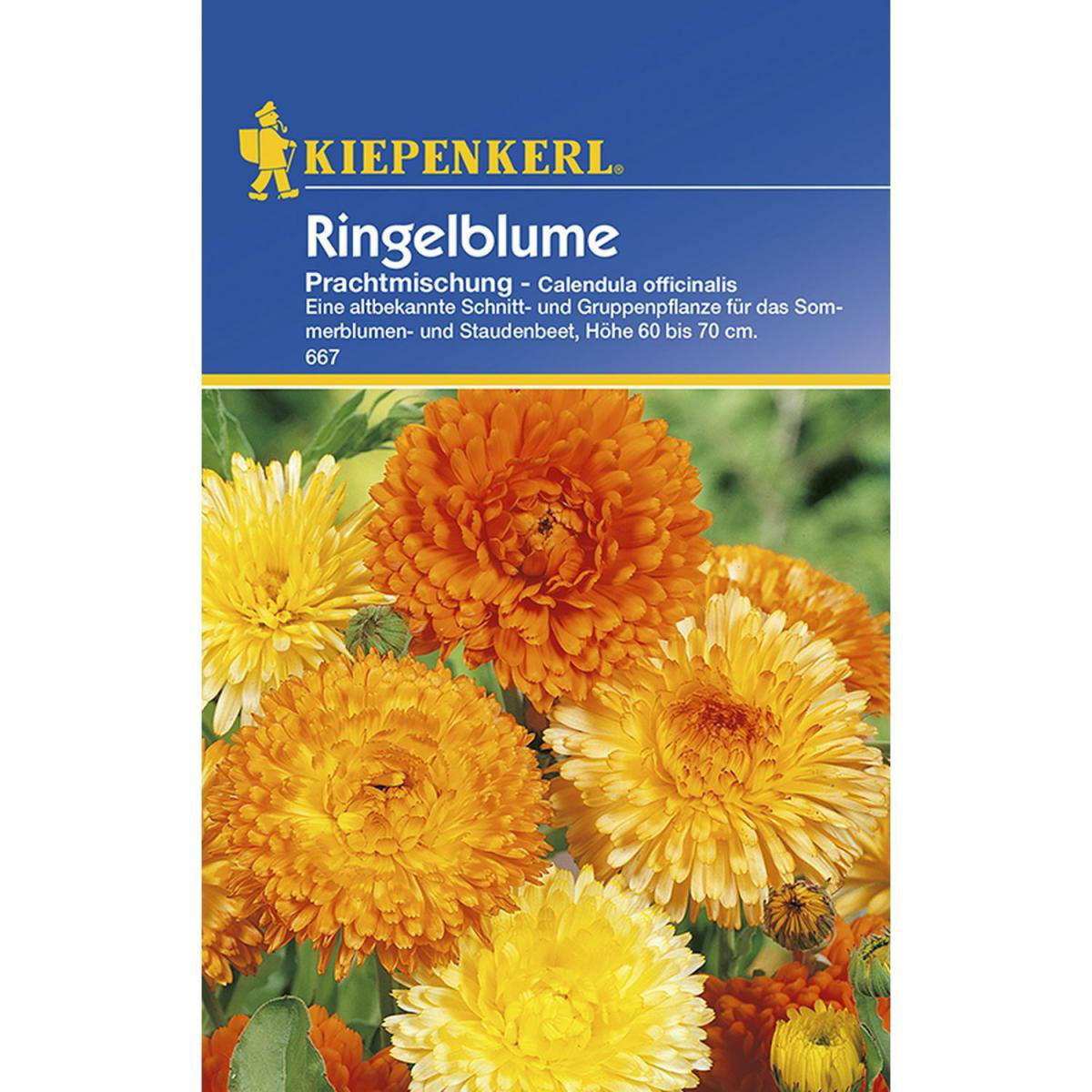 Kiepenkerl Ringelblume Calendula