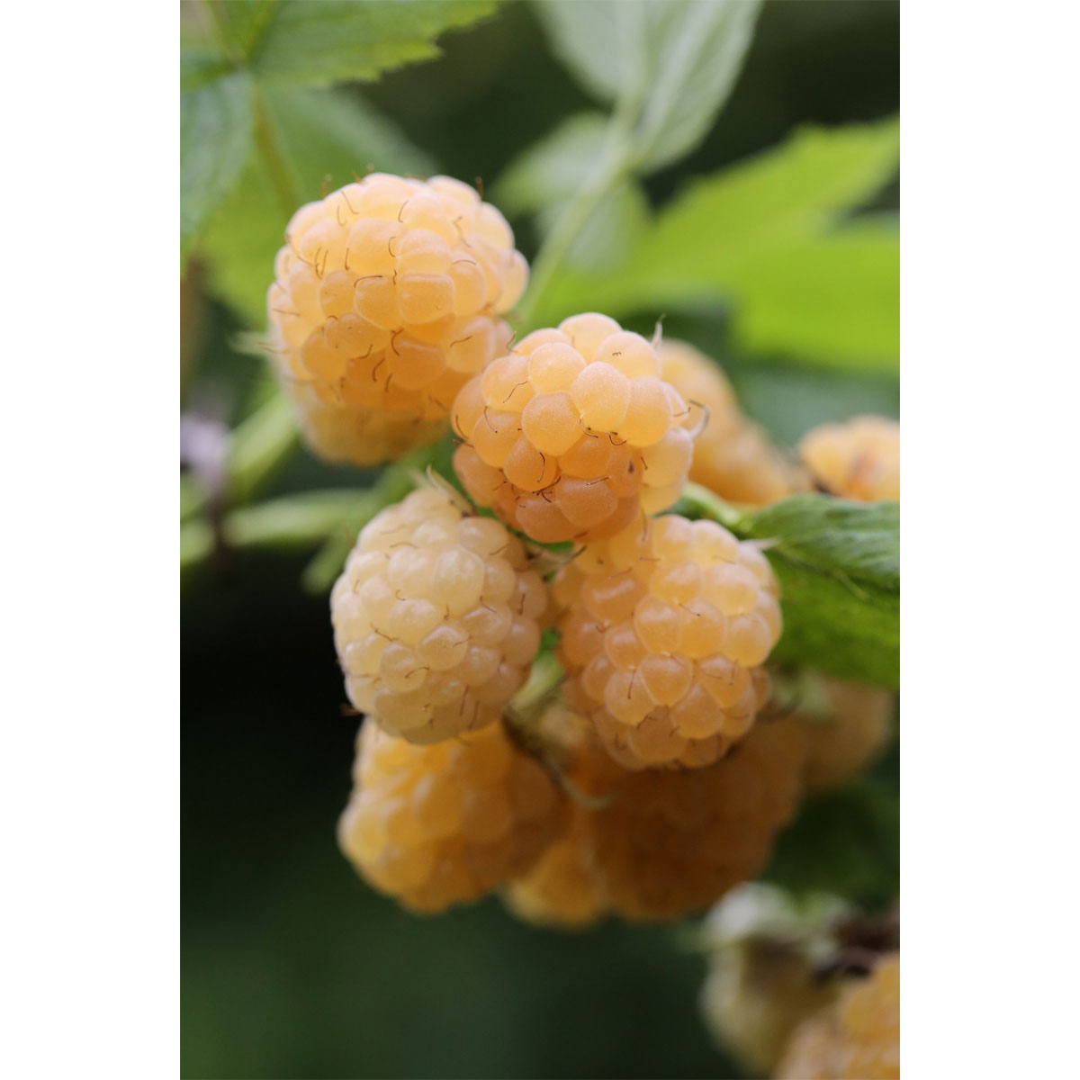 Plantiflor Sommerhimbeere Golden Queen Topf Durchmesser 17 cm