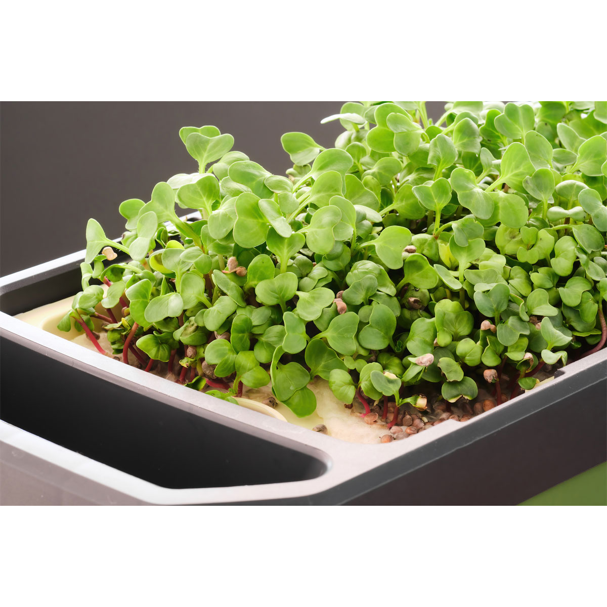 Anzuchtgefäß Harry Herbs mit Deckel weiß Bild 4