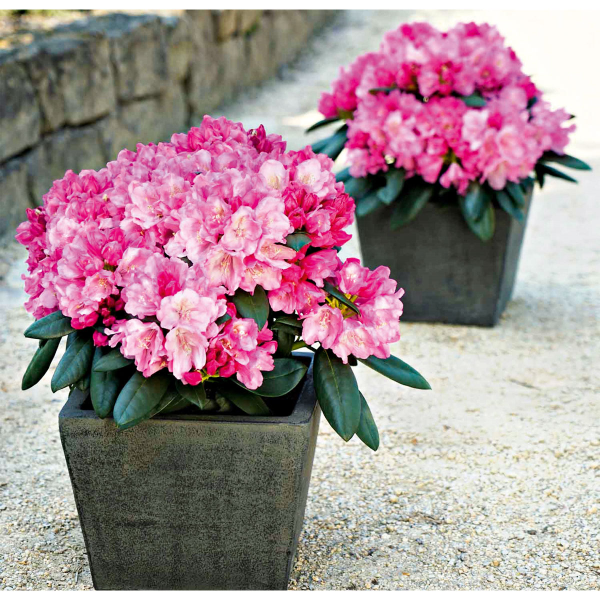 Plantiflor Rhododendron Easydendron Topf Durchmesser 23 cm