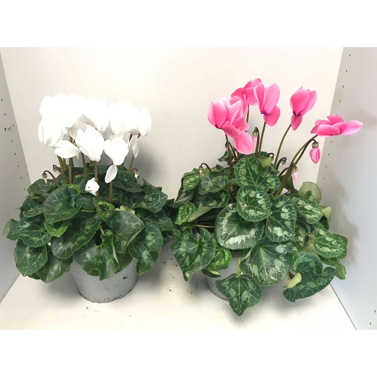 Plantiflor  Zimmer-Alpenveilchen verschiedene Farben T21