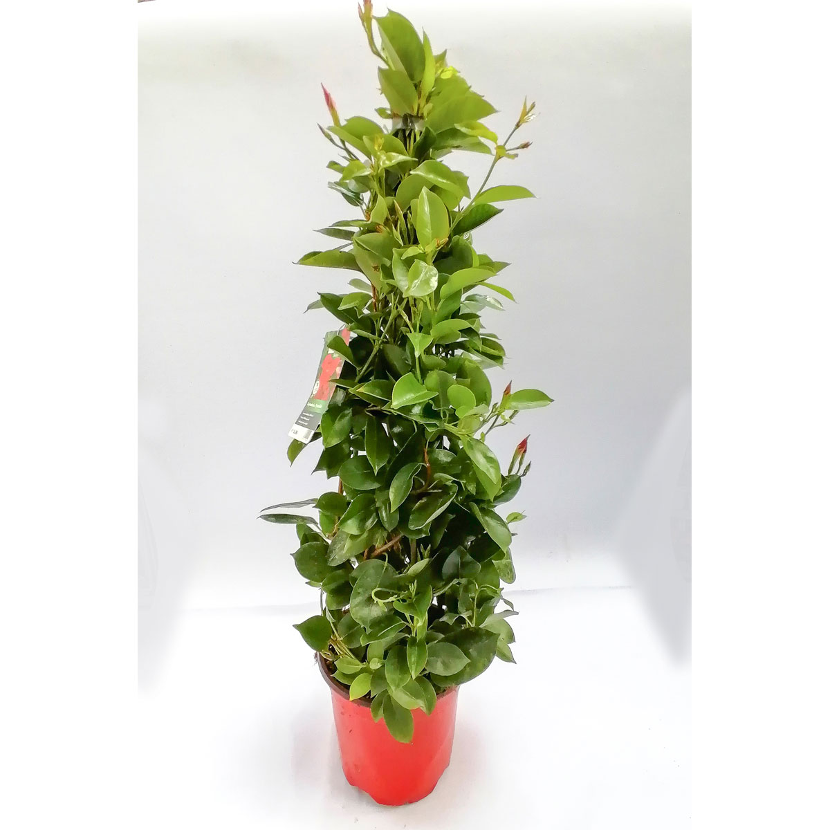 Plantiflor Mandevilla Pyramide Topf Durchmesser 17 cm Bild 2