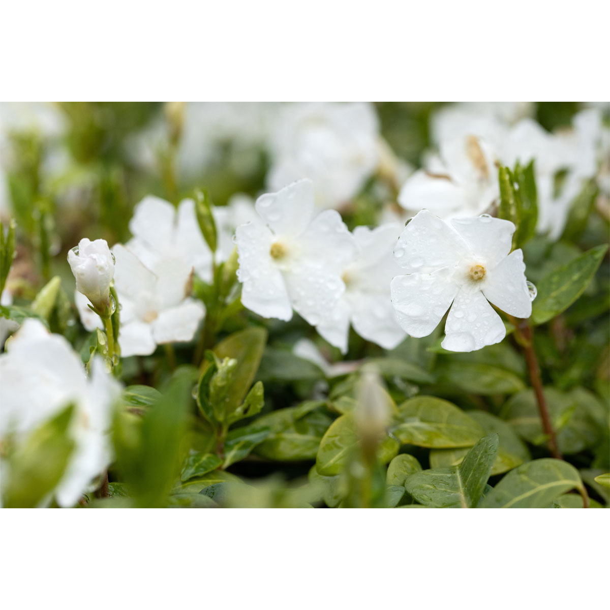 Plantiflor  Immergrün Topf Dm 9,5 cm Bild 4