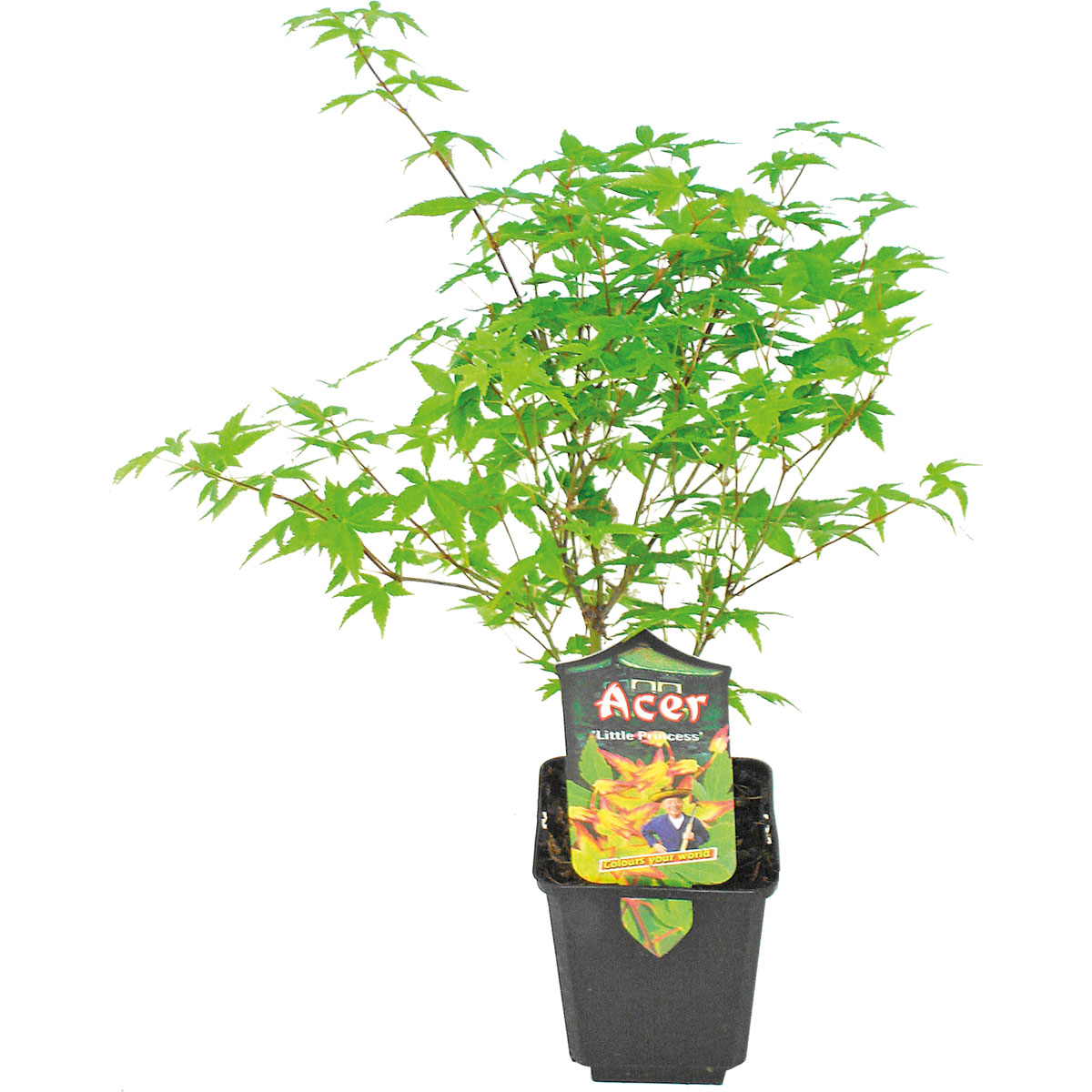 Plantiflor  Fächerahorn im Topf Durchmesser 19 cm Bild 2