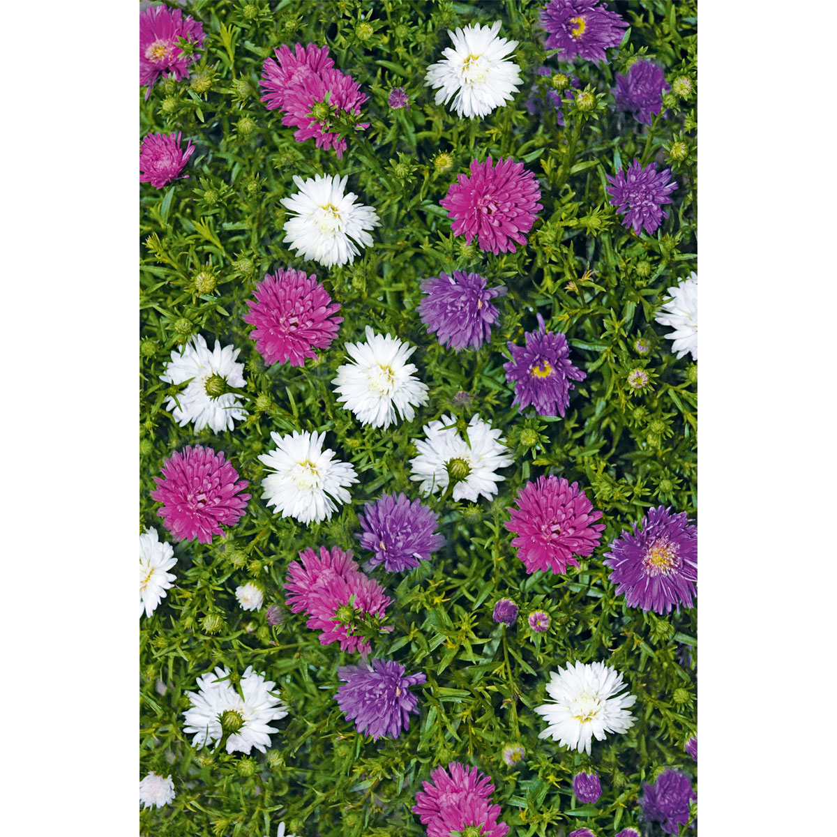 Plantiflor  Herbstaster Trio Topf Durchmesser 13 cm Bild 5