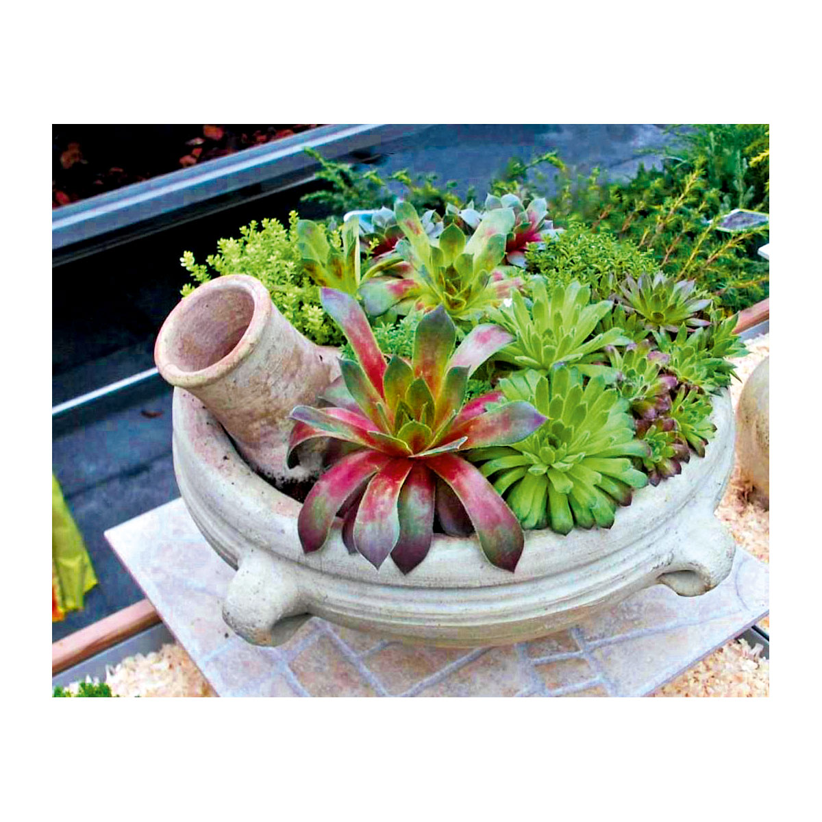 Plantiflor  Hauswurz Topf-Ø 9 cm 6er-Pack  Bild 2