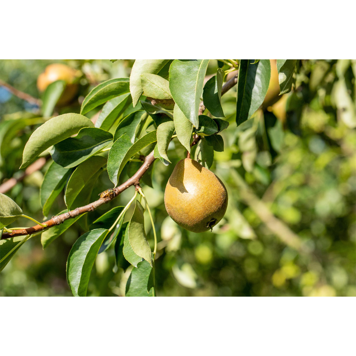 Plantiflor  BIO-Birne 'Gellerts Butterbirne'