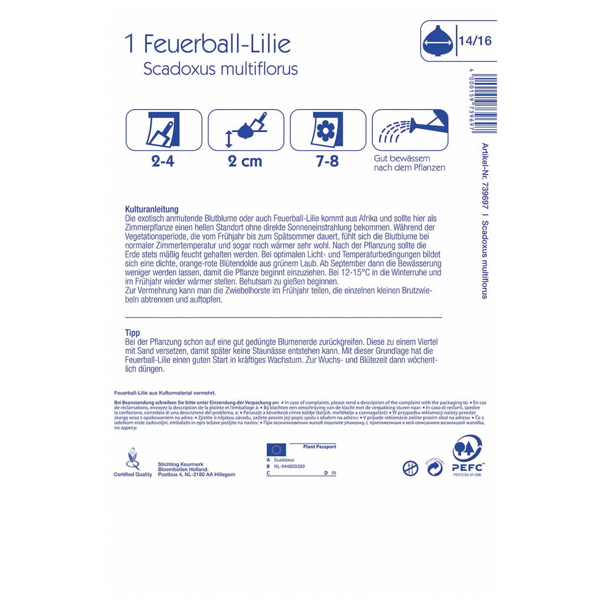 Kiepenkerl Feuerball-Lilie Größe 14/16 1 Stück Bild 2