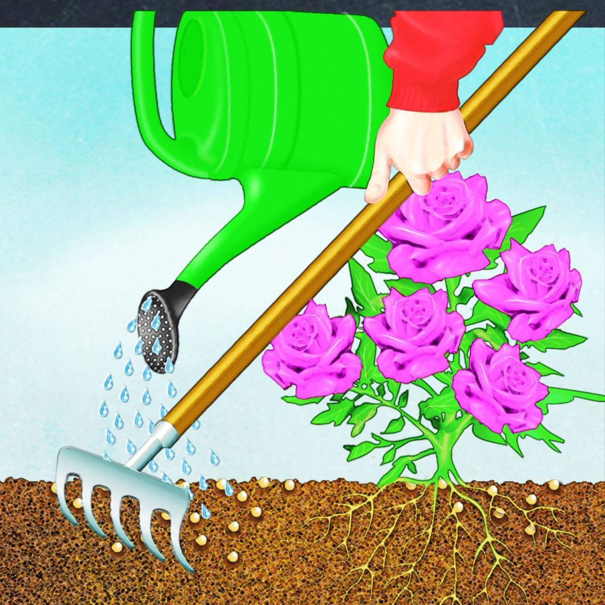 Compo BIO Rosen Langzeit-Dünger mit Schafwolle 2 L Bild 4