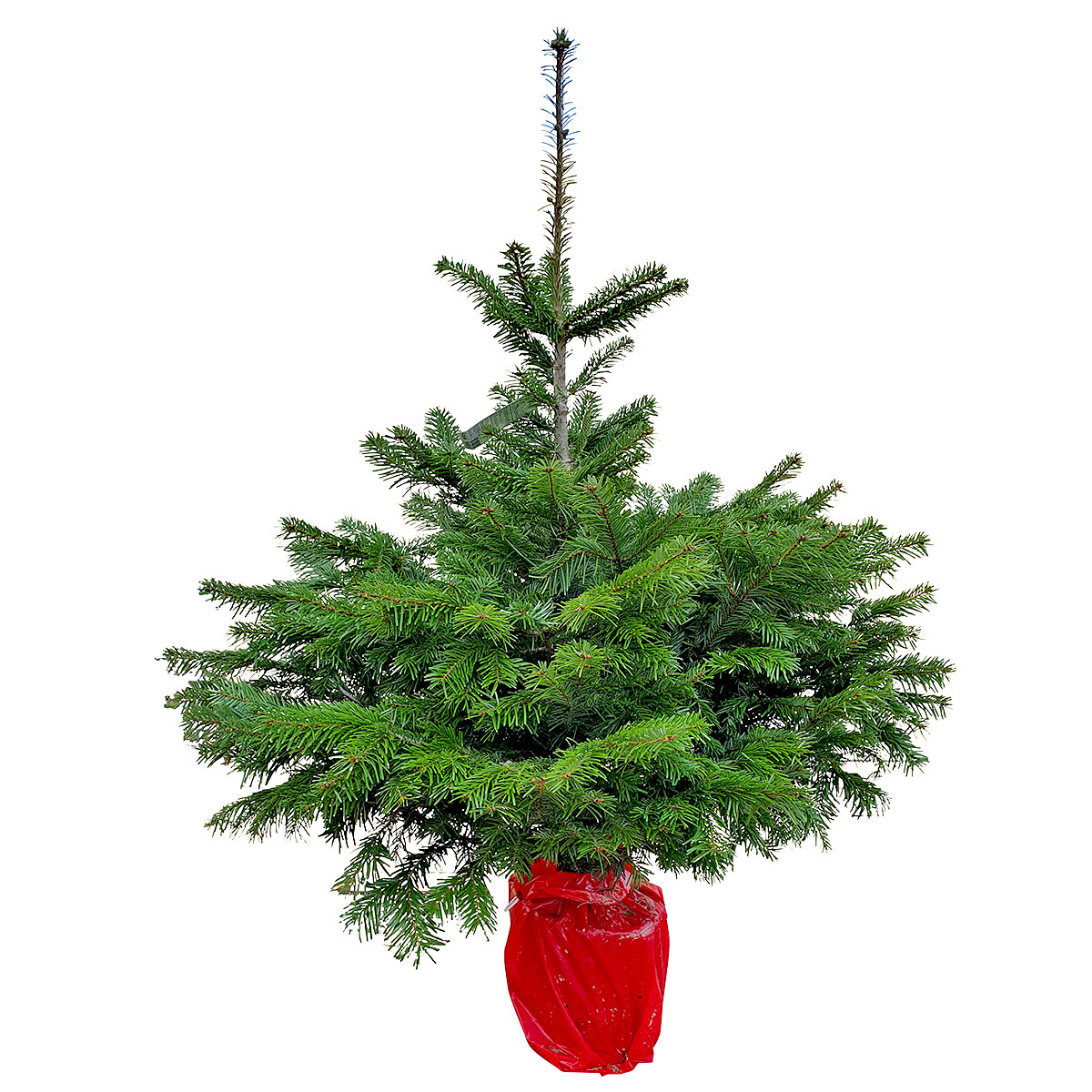 GNAD Abies Nordmanniana 110-130