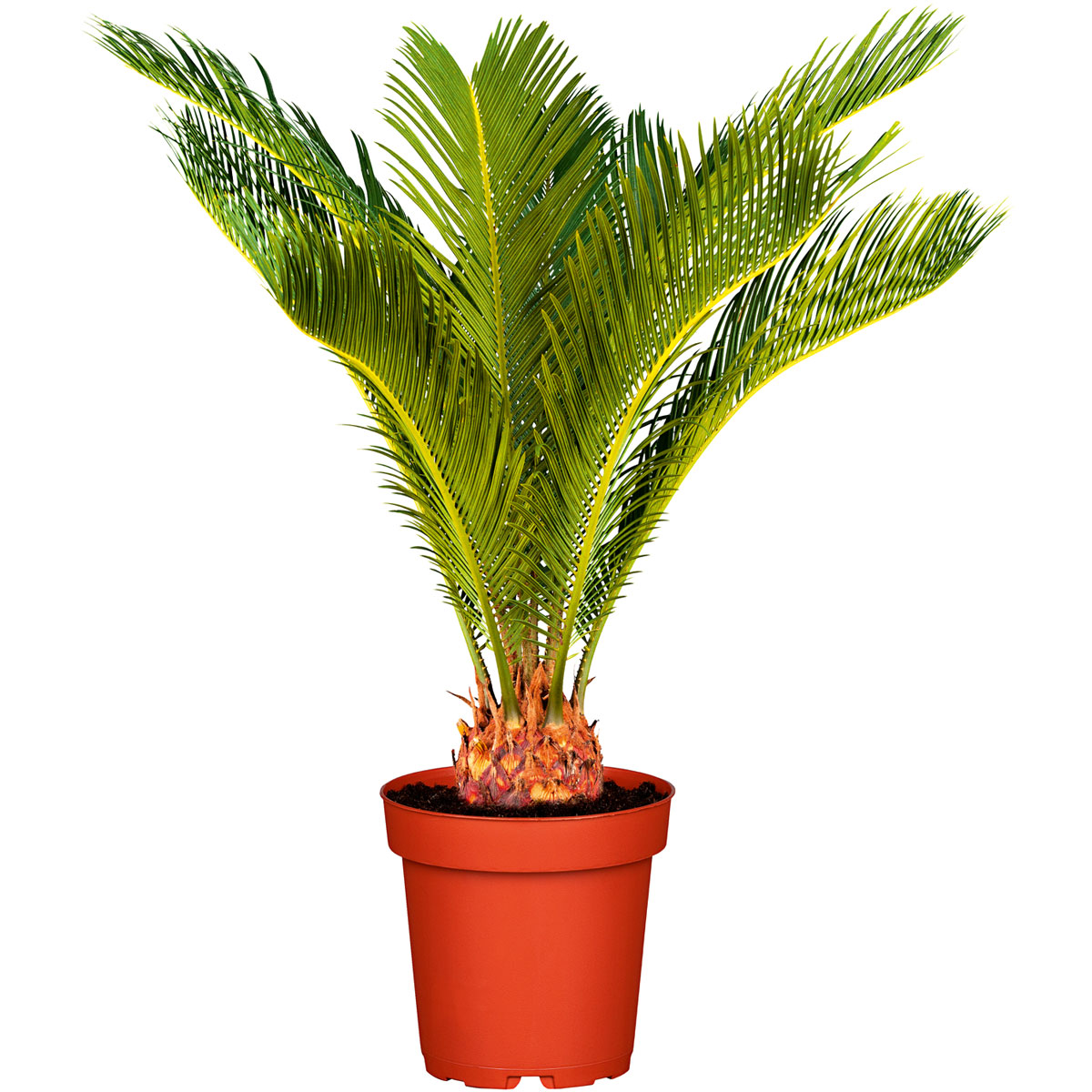 Plantiflor  Palmfarn Topf Durchmesser 12 cm