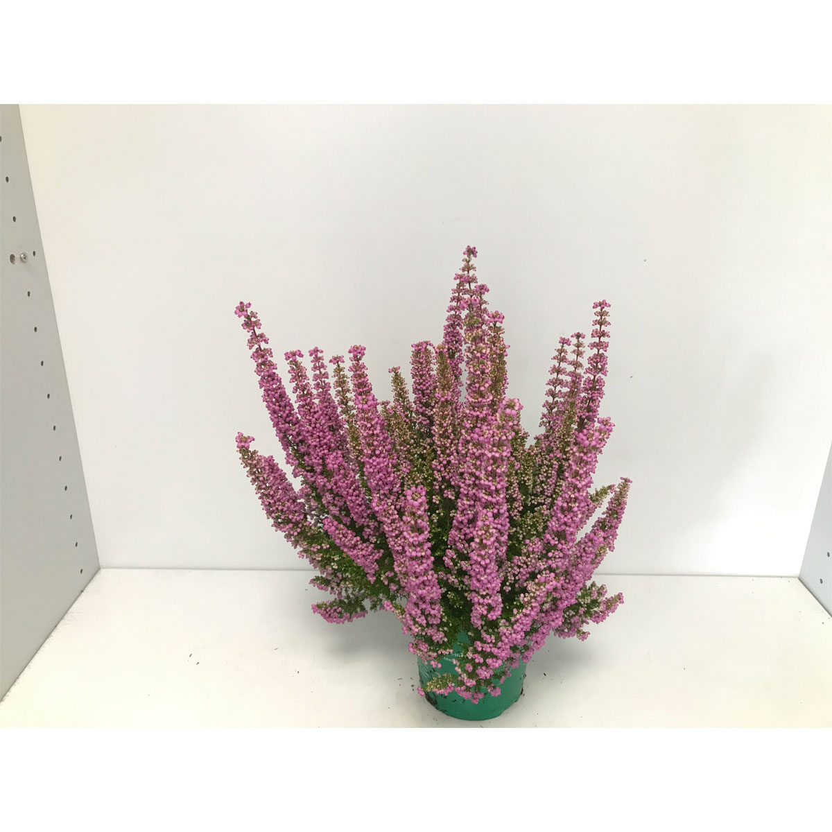 Plantiflor  Glockenheide Beauty Queen T12