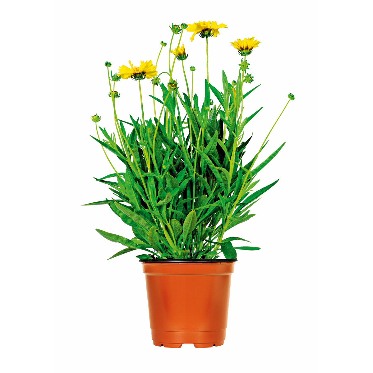 Plantiflor  Steingartenstauden im Topf Durchmesser 13 cm