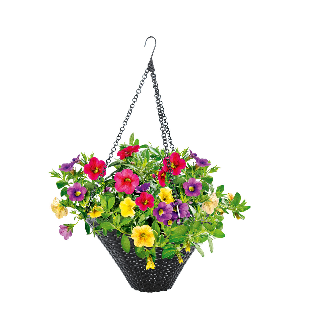Plantiflor  Zauberglöckchen Ampel mehrfarbig Topf Durchmesser 25 cm