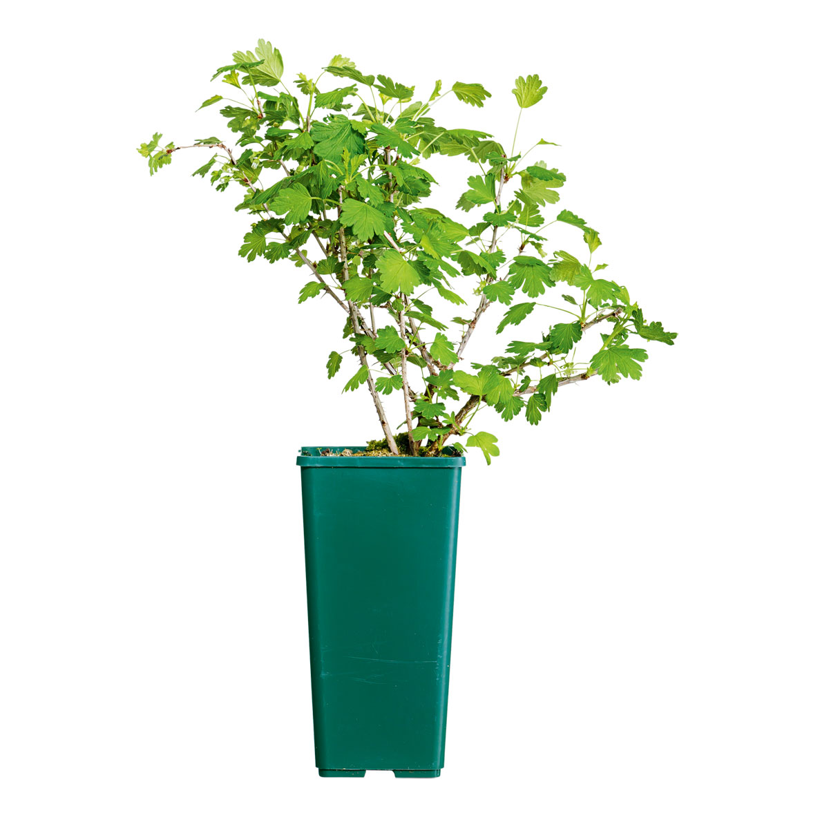 Plantiflor  OBST Stachelbeere grün 2 L Eck